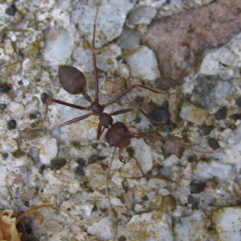 Asian Weaver Ant