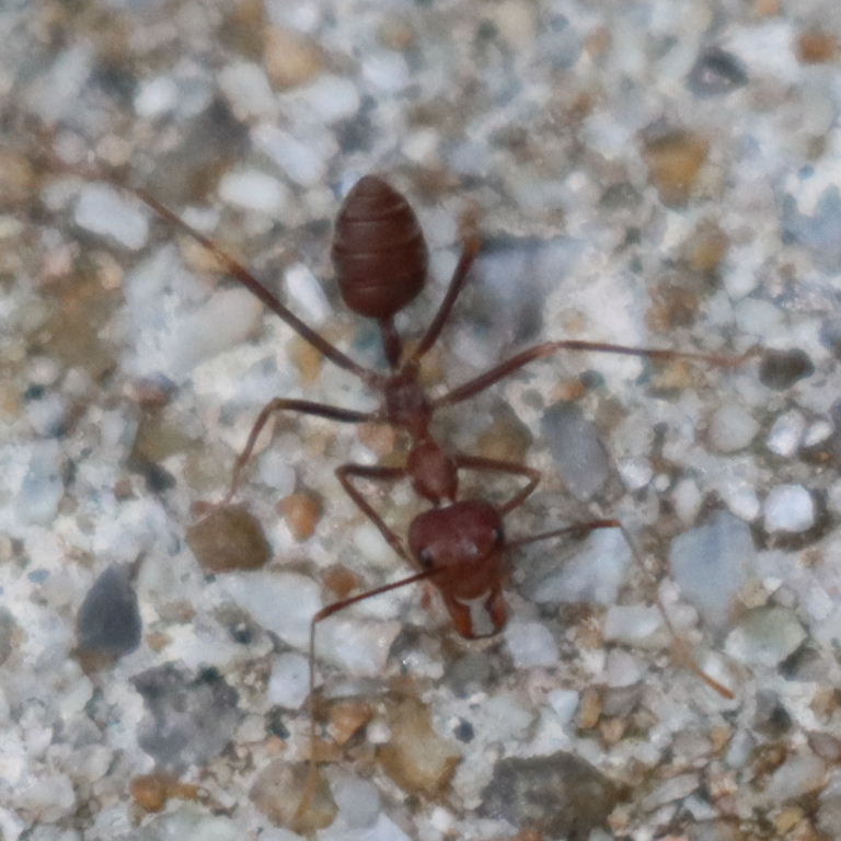 Asian Weaver Ant