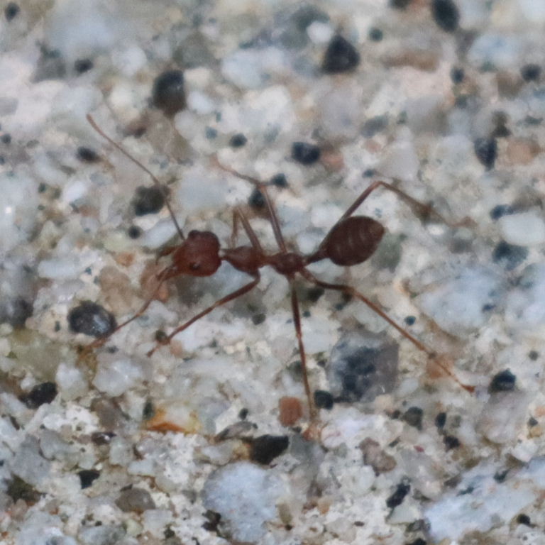 Asian Weaver Ant