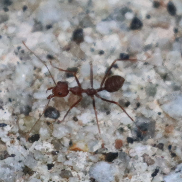 Asian Weaver Ant
