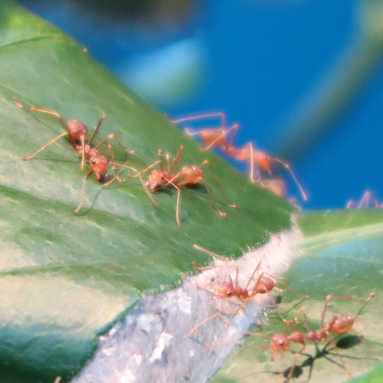 Weaver Ant