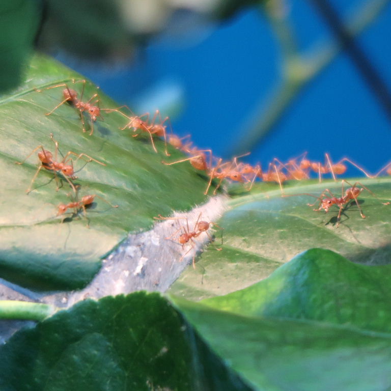 Weaver Ant