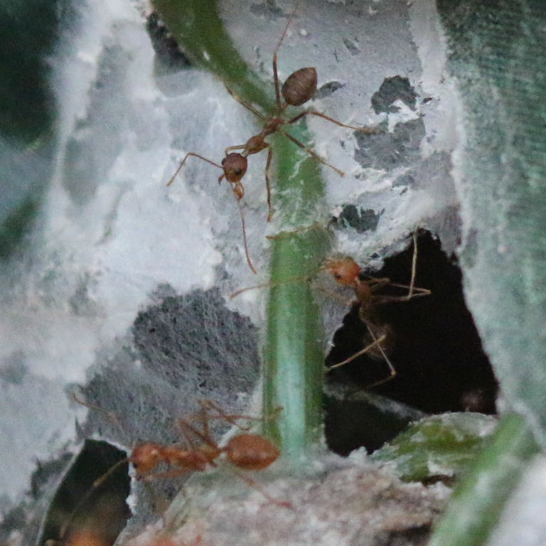 Weaver Ant