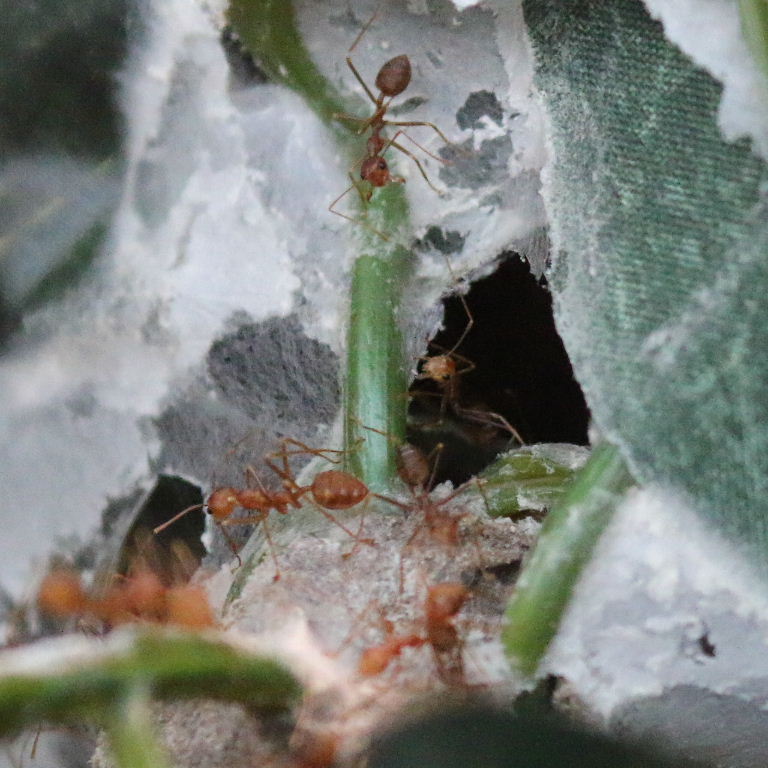 Weaver Ant
