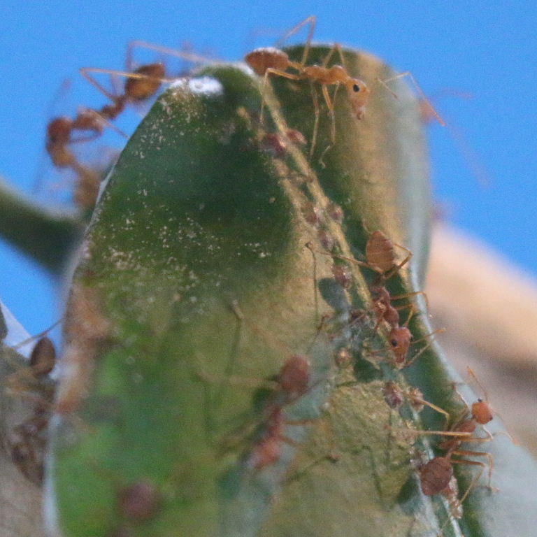 Weaver Ant