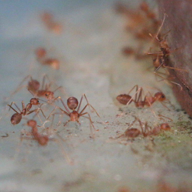 Asian Weaver Ant