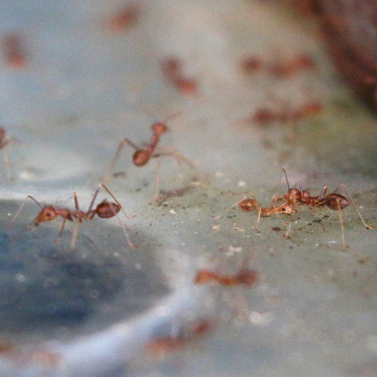 Weaver Ant