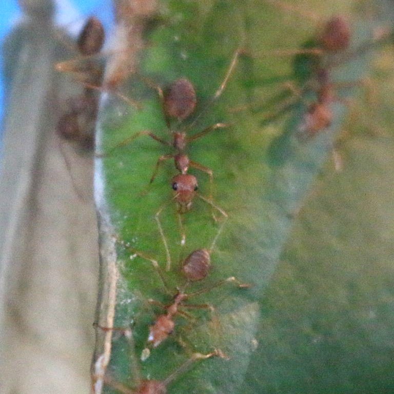 Asian Weaver Ant