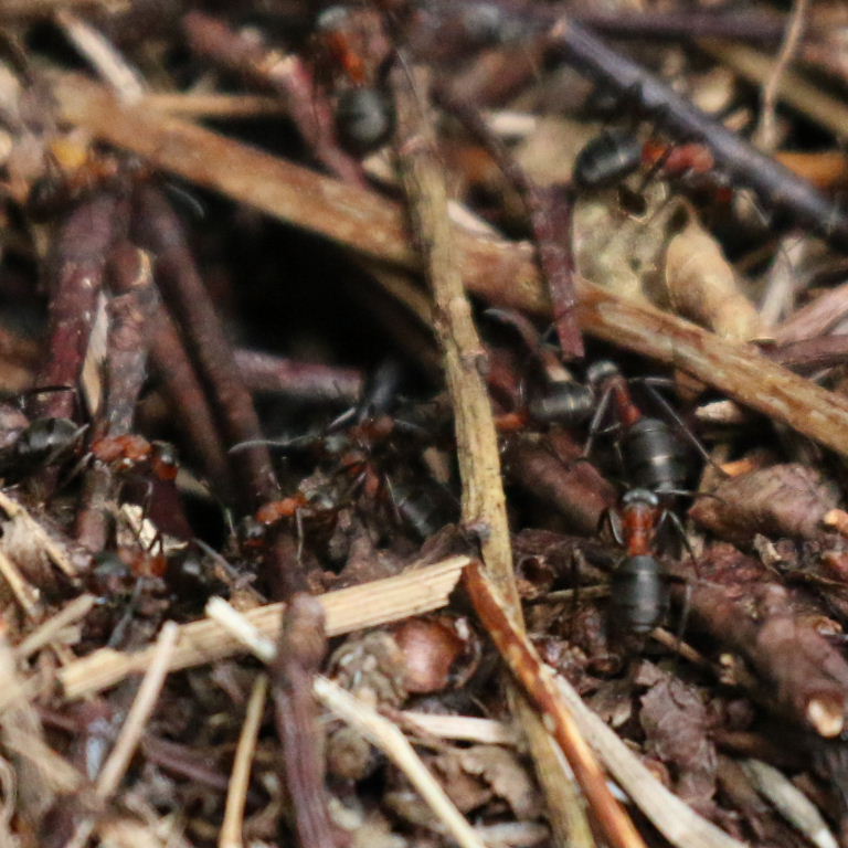 Red Wood Ant