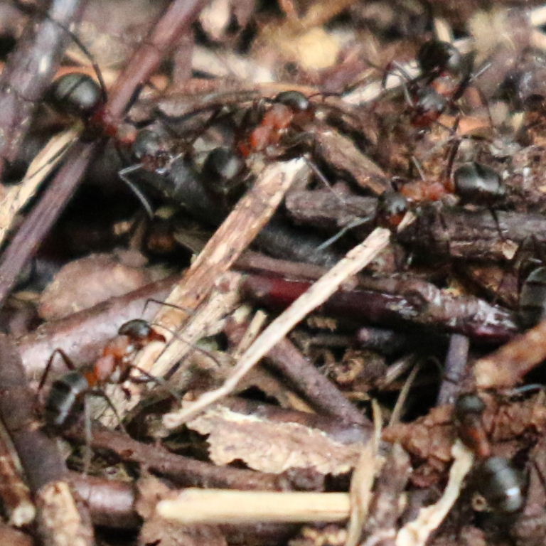 Red Wood Ant