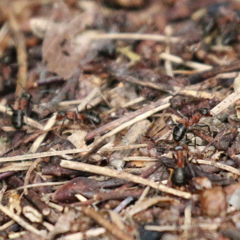 Red Wood Ant