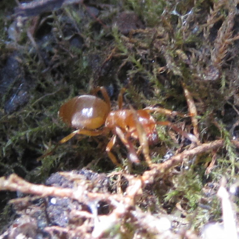 Yellow Meadow Ant
