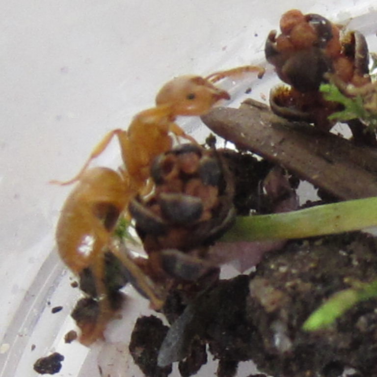 Yellow Meadow Ant