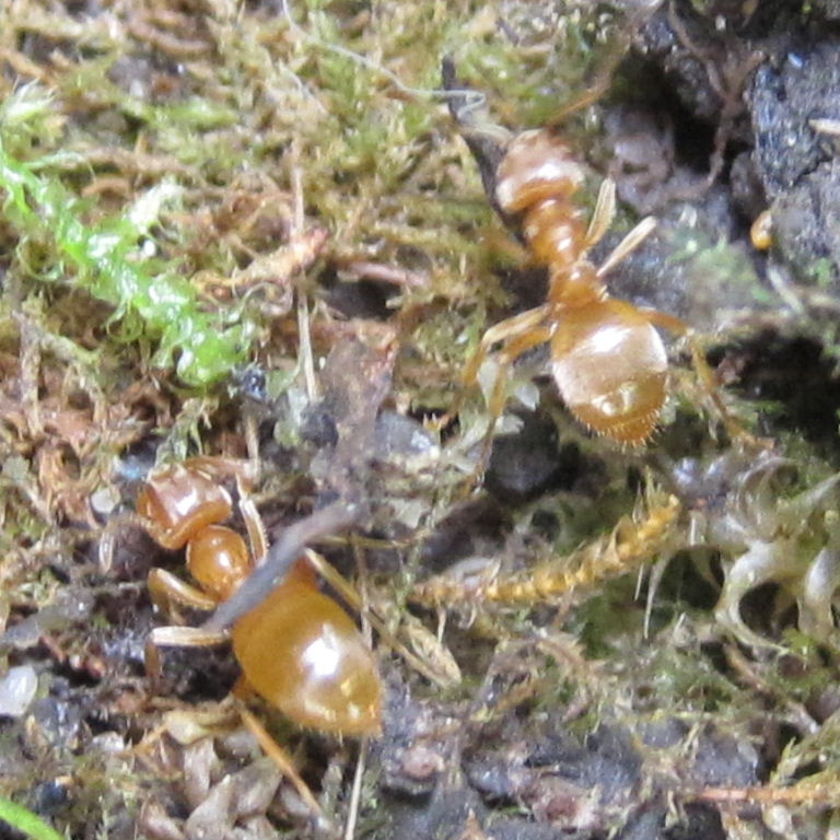 Yellow Meadow Ants