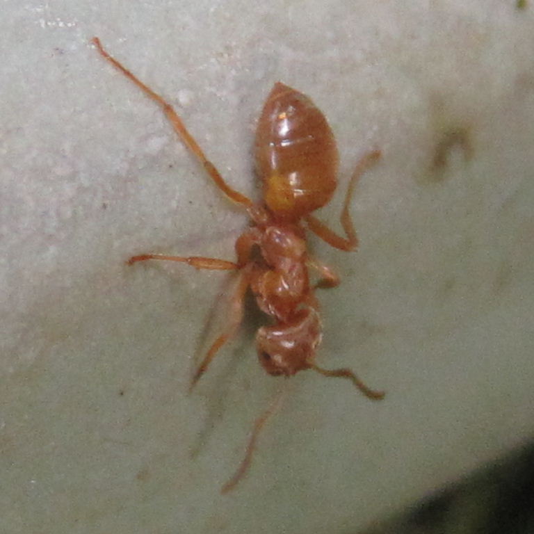 Yellow Meadow Ant