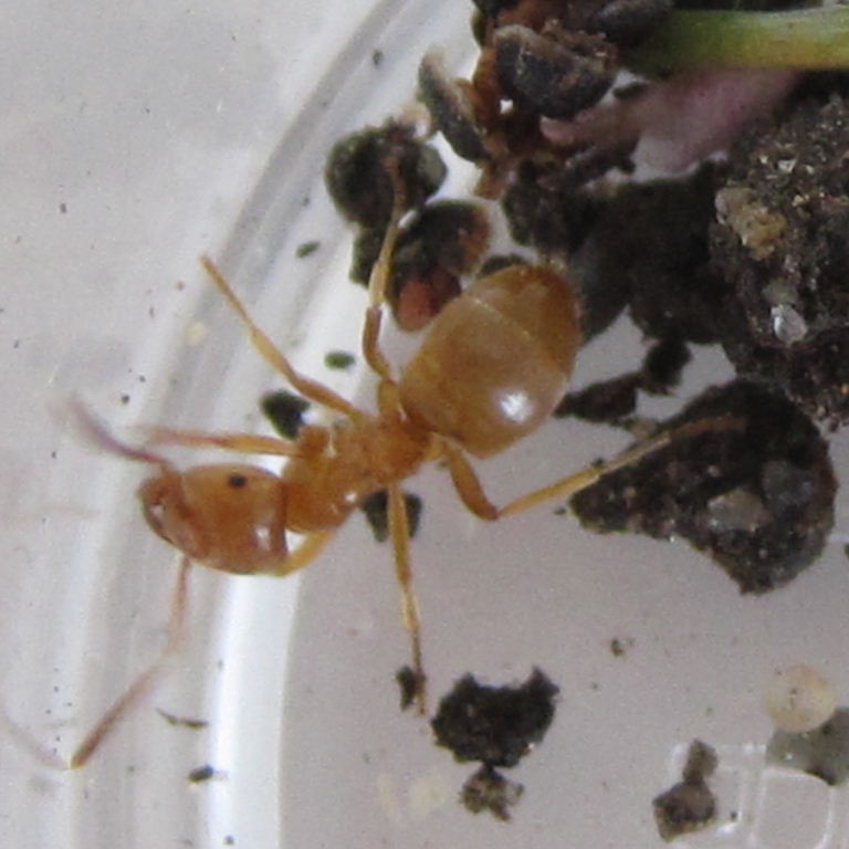 Yellow Meadow Ant