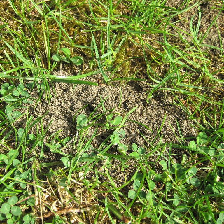 Yellow Meadow Ant small anthill