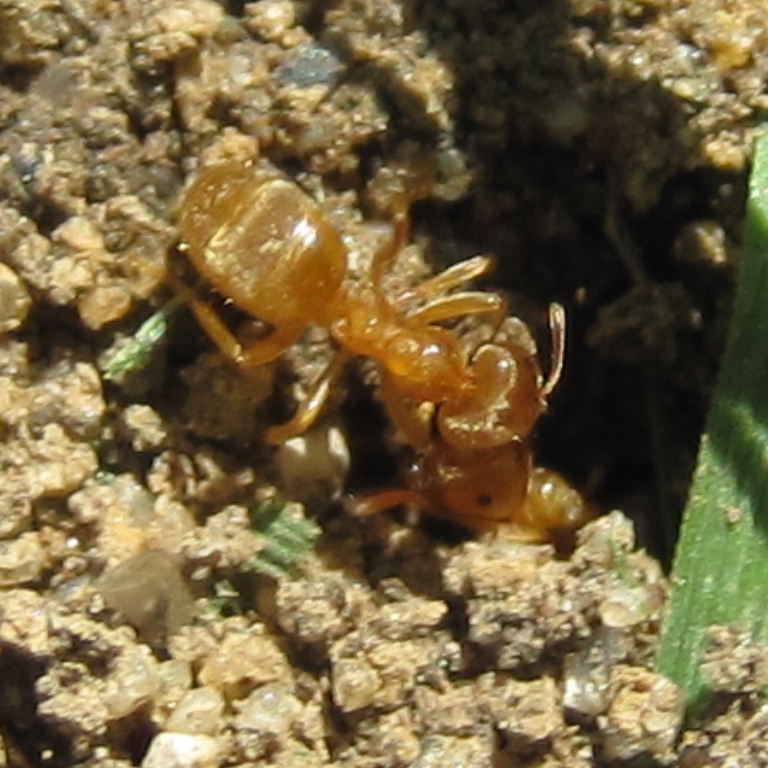 Yellow Meadow Ant