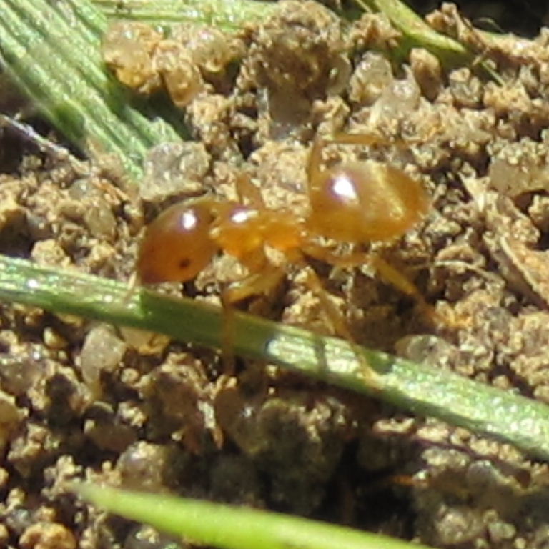 Yellow Meadow Ant