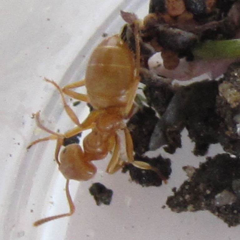 Yellow Meadow Ant