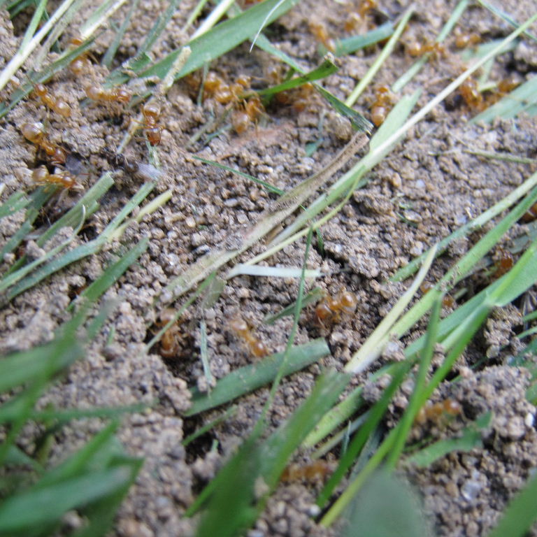 Yellow Meadow Ant with winged male