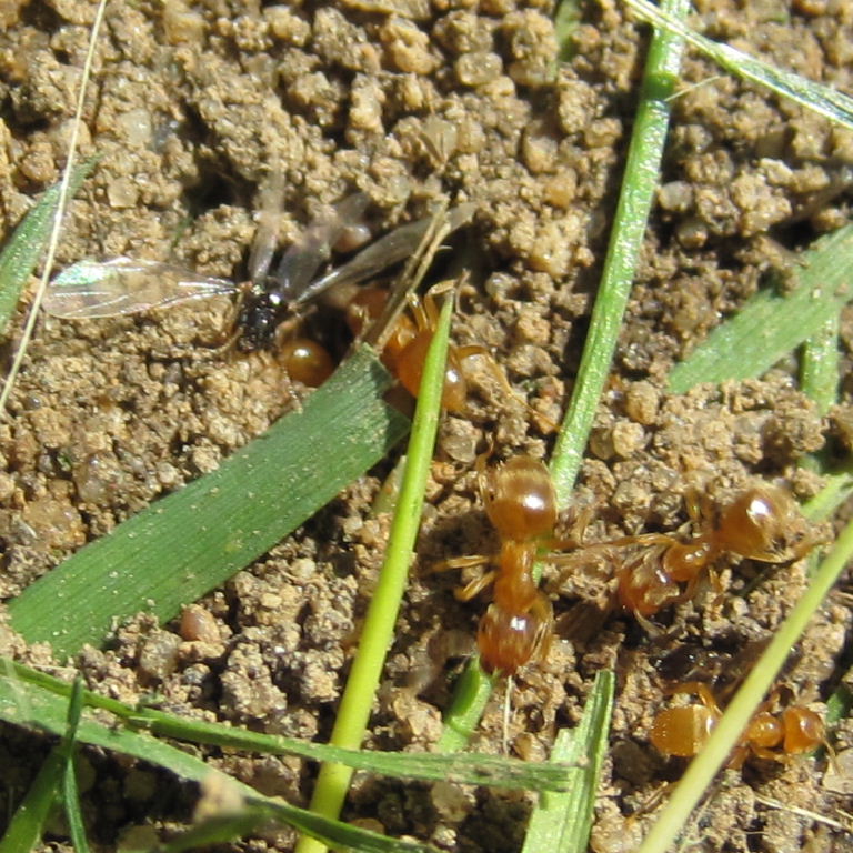Yellow Meadow Ant with winged queen