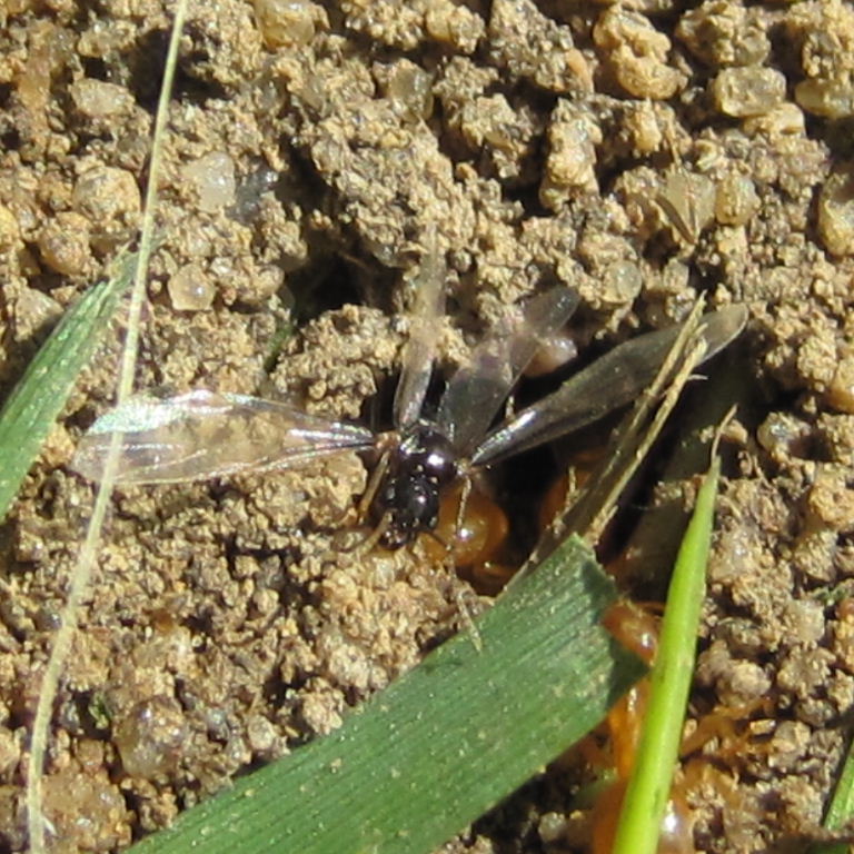 Yellow Meadow Ant with winged queen