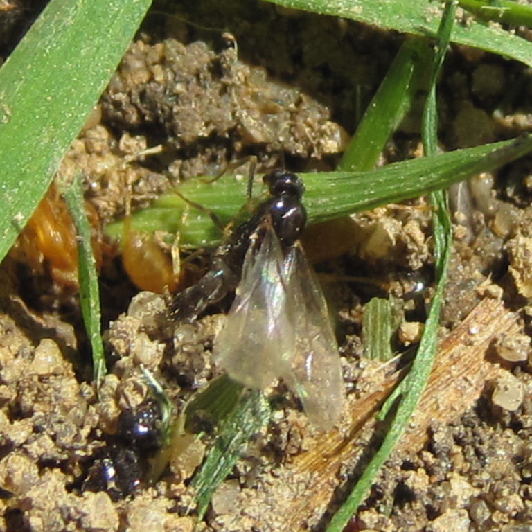 Yellow Meadow Ant with winged queen