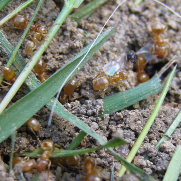 Yellow Meadow Ant with winged queen