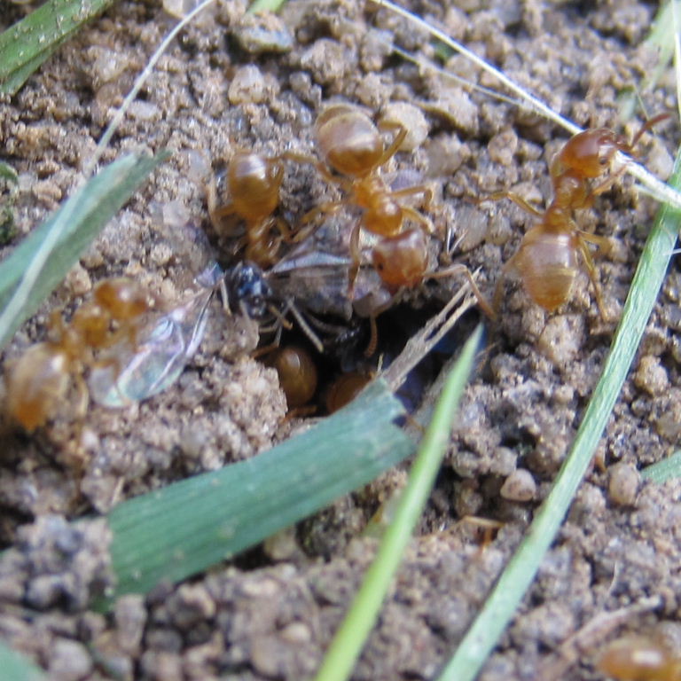 Yellow Meadow Ant with winged queen