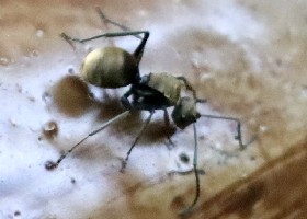 Ant