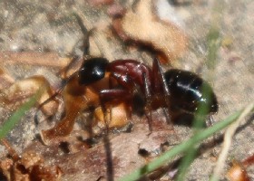 European Carpenter Ant Camponotus herculaneus