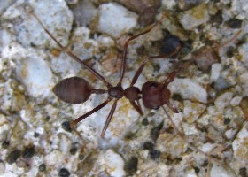 Asian Weaver Ant