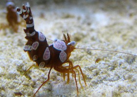 Marine Crustaceans