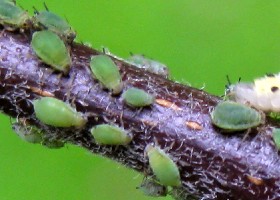Aphids