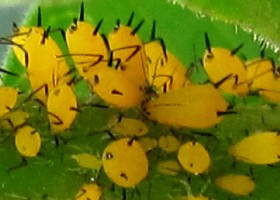 foreign aphids - aphis nerii