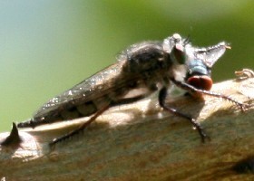 Assassin fly