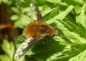 Beeflies