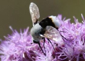 Beeflies