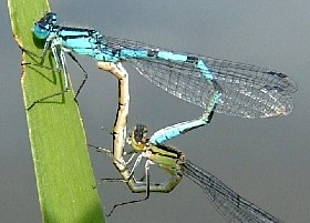 Damselflies