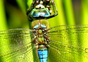 Dragonflies