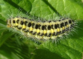 Caterpillars