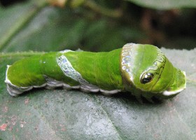 Foreign Caterpillars