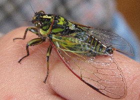 Cicadas