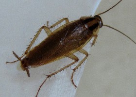 German Cockroach