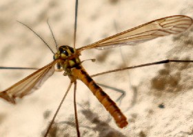 Craneflies