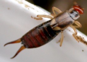earwigs