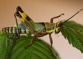 Foreign Grasshoppers