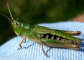 Grasshoppers