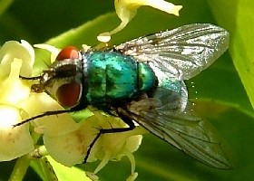 Flies